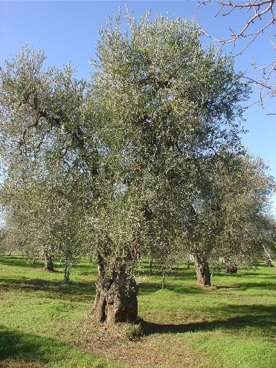 Clicca per ingrandire