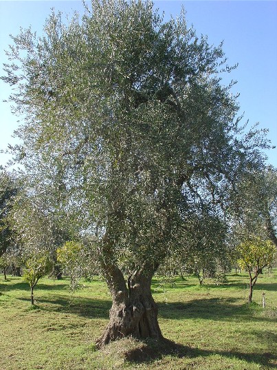 Clicca per ingrandire
