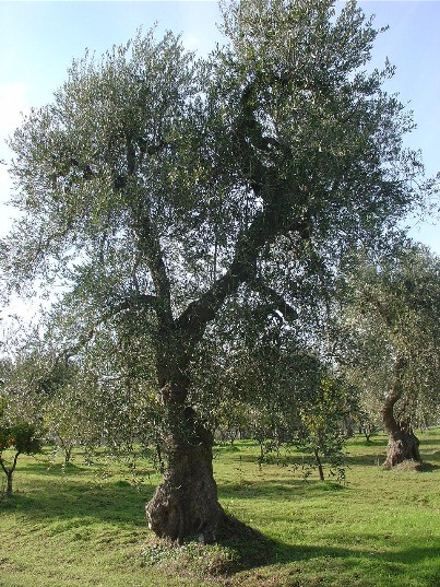 Clicca per ingrandire