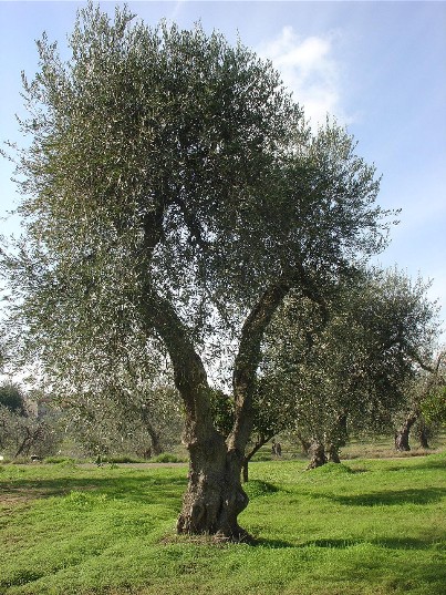 Clicca per ingrandire